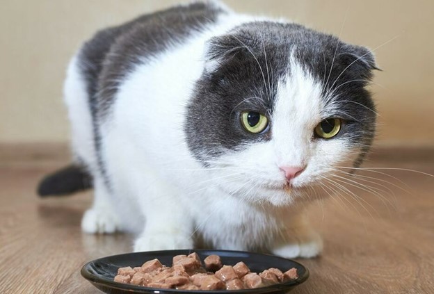 راهنمای انتخاب کنسرو گربه مناسب با تغذیه آنها