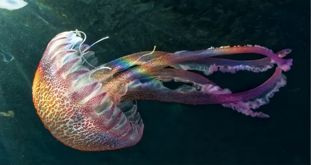 آیا حیوانات بدون مغز میتوانند فکر کنند؟ آیا حیوانات بدون مغز میتوانند فکر کنند؟