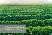 خرید کاهو رومانو با بهترین کیفیت برای صادرات