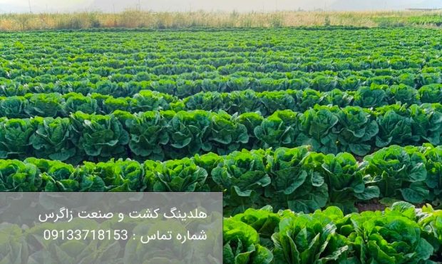 خرید کاهو رومانو با بهترین کیفیت برای صادرات خرید کاهو رومانو با بهترین کیفیت برای صادرات