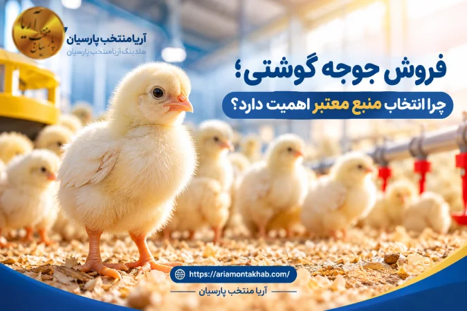 فروش جوجه گوشتی؛ چرا انتخاب منبع معتبر اهمیت دارد فروش جوجه گوشتی؛ چرا انتخاب منبع معتبر اهمیت دارد